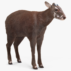 Saola Fur 3D model