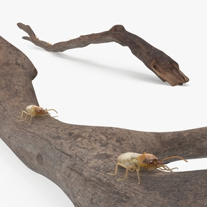 3D model Tree Branch with Termites