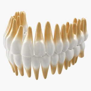 3D model Teeths Medical Model