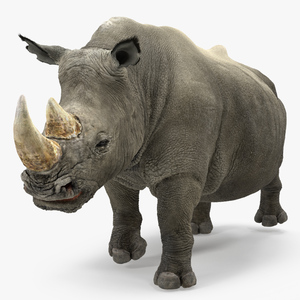 Adult Rhino Fur Rigged 3D