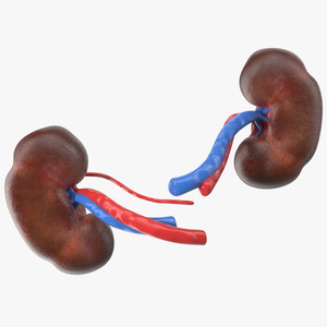 3D model Child Kidney Anatomy