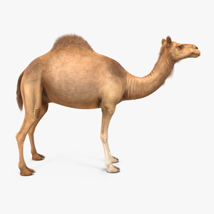 Camel 3D model