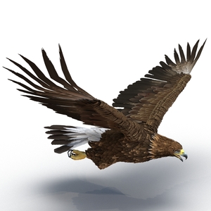 Golden Eagle Pose 2 3D model