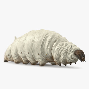 3D Silkworm White Fur model