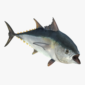 3D Tuna Fish Rigged