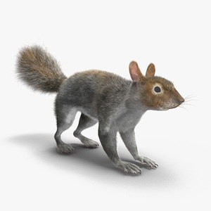 Gray Squirrel Fur 3D