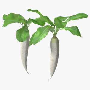 3D Growing Daikon Winter Radish model