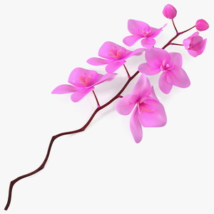 3D model Small Stem of Pink Orchid