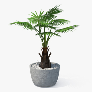 3D model Washingtonia Robusta Pot Plant