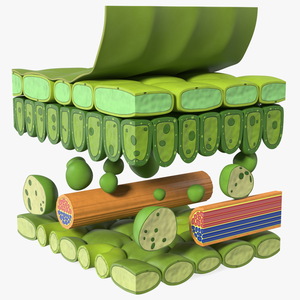 Plastic Model of Leaf Anatomy 3D model