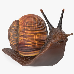 3D model Garden Snail Dark Color Rigged