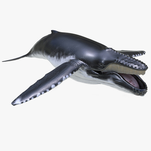 3D model Humpback Whale Rigged for Cinema 4D