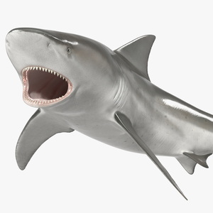 3D model Carcharhinus Leucas Shark