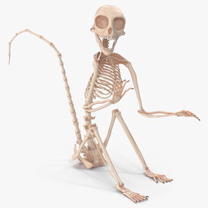 Geoffroys Marmoset Skeleton Rigged 3D model