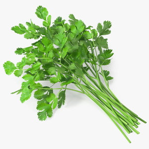 Cilantro Bunch 3D model