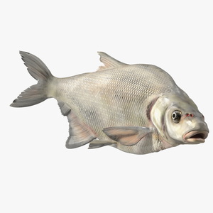 3D Silver Bream Fish Rigged for Cinema 4D model