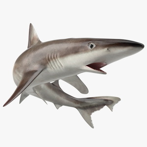 Galeorhinus Galeus Shark 3D model