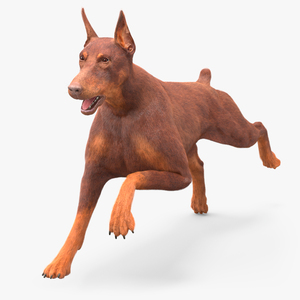 3D model Doberman Dog Brown Running Fur