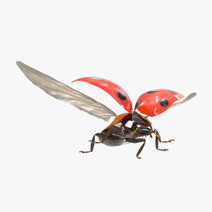 Flying Ladybug 3D model