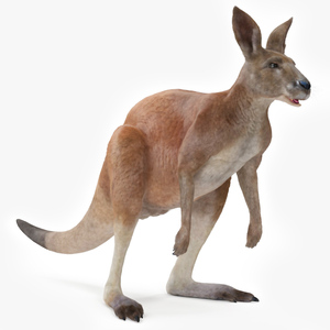 3D Kangaroo Fur Animated Rigged model