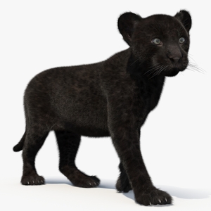 Panther Cub Fur Rigged 3D