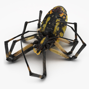 3D Corn Spider