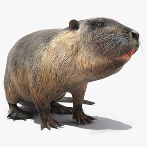 Nutria in a Sitting Pose 3D model