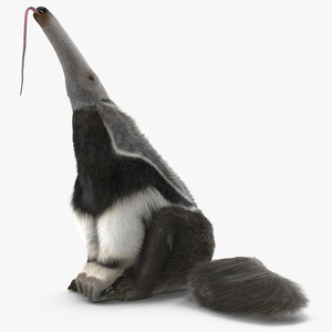 3D model Anteater Sitting Pose Fur