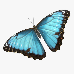 Butterfly Morpho Peleides with Fur 3D model