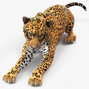 Jaguar Lying Down 3D