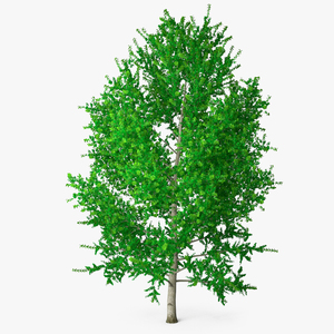 3D Realistic Poplar Tree