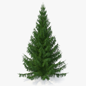 White Spruce Tree 3D