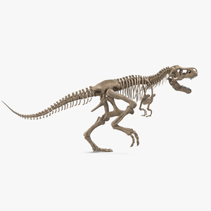 3D model Tyrannosaurus Rex Skeleton Fossil Rigged