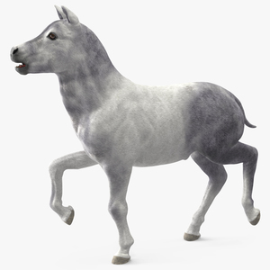 3D model Shetland Pony White Rigged for Maya