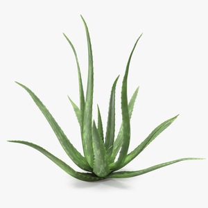 Aloe Bush 3D model