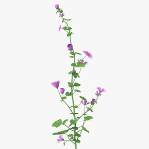 3D Malva Plant