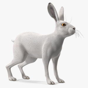 3D Winter Lepus Europaeus White model