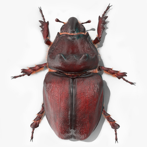Rhinoceros Beetle Oryctes Nasicornis Standing with Fur 3D model