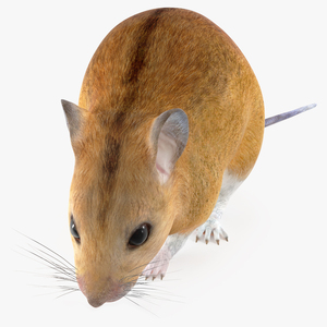 3D model False Mouse Sniffing Pose