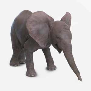 3D model Baby Elephant Pose 3