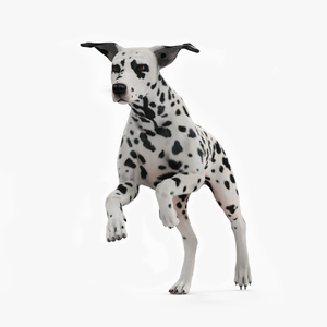 3D Running Spotted Dalmatian Dog Fur model