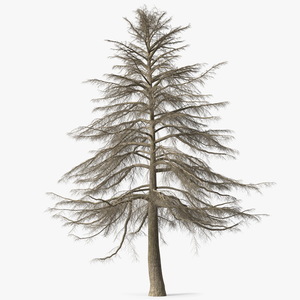 Cedrus Libani Trunk 3D model