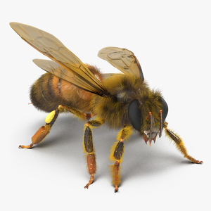 3D model Bee Pose 2