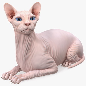 3D Cream White Sphynx Cat Lying Pose model