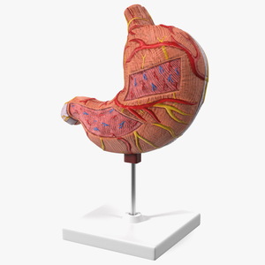 3D Stomach Medical Model