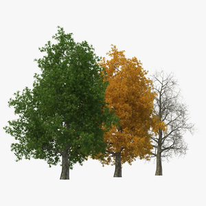 3D Yellow Poplar Old Tree Set