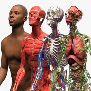 3D Male Full Body Anatomy Negroid Rigged for Maya