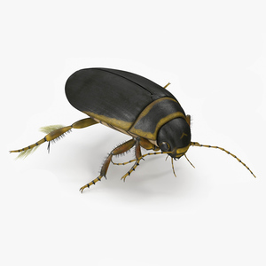 Aquatic Beetle Brown Floating 3D model