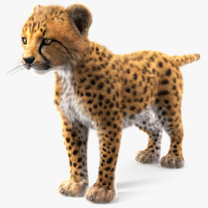 3D model Cheetah Cub Fur