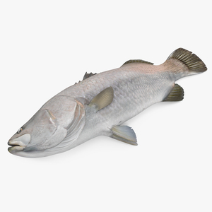 3D model Asian Sea Bass Fish Lying